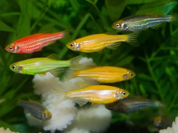 GloFish Danio
